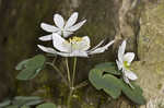 Rue anemone <BR>Windflower